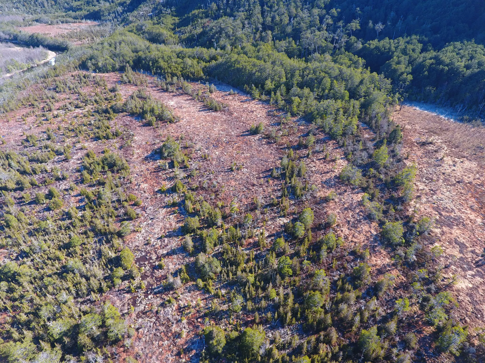 Vista aérea de bosque nativo y sectores de vegetación baja