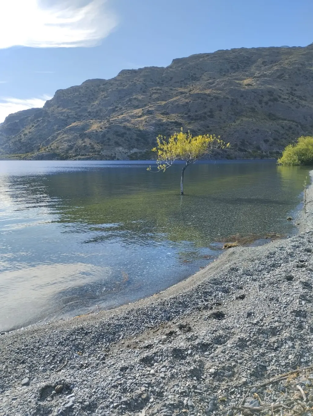 Árbol dentro de las aguas cristalinas del Lago Cochrane, frente a la orilla de piedras