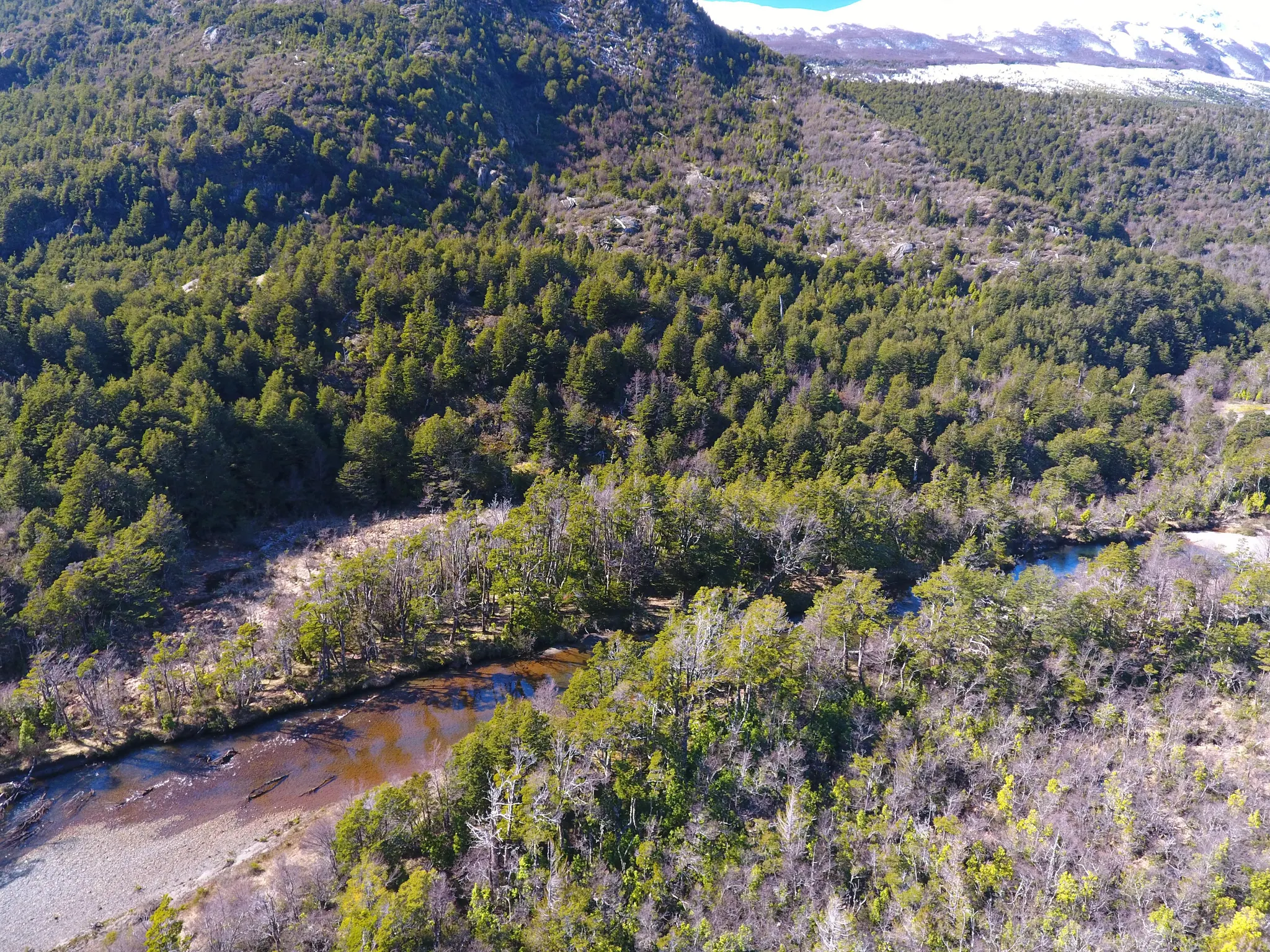 Vista aérea del Río Exploradores entre bosque nativo, con cumbres nevadas al fondo