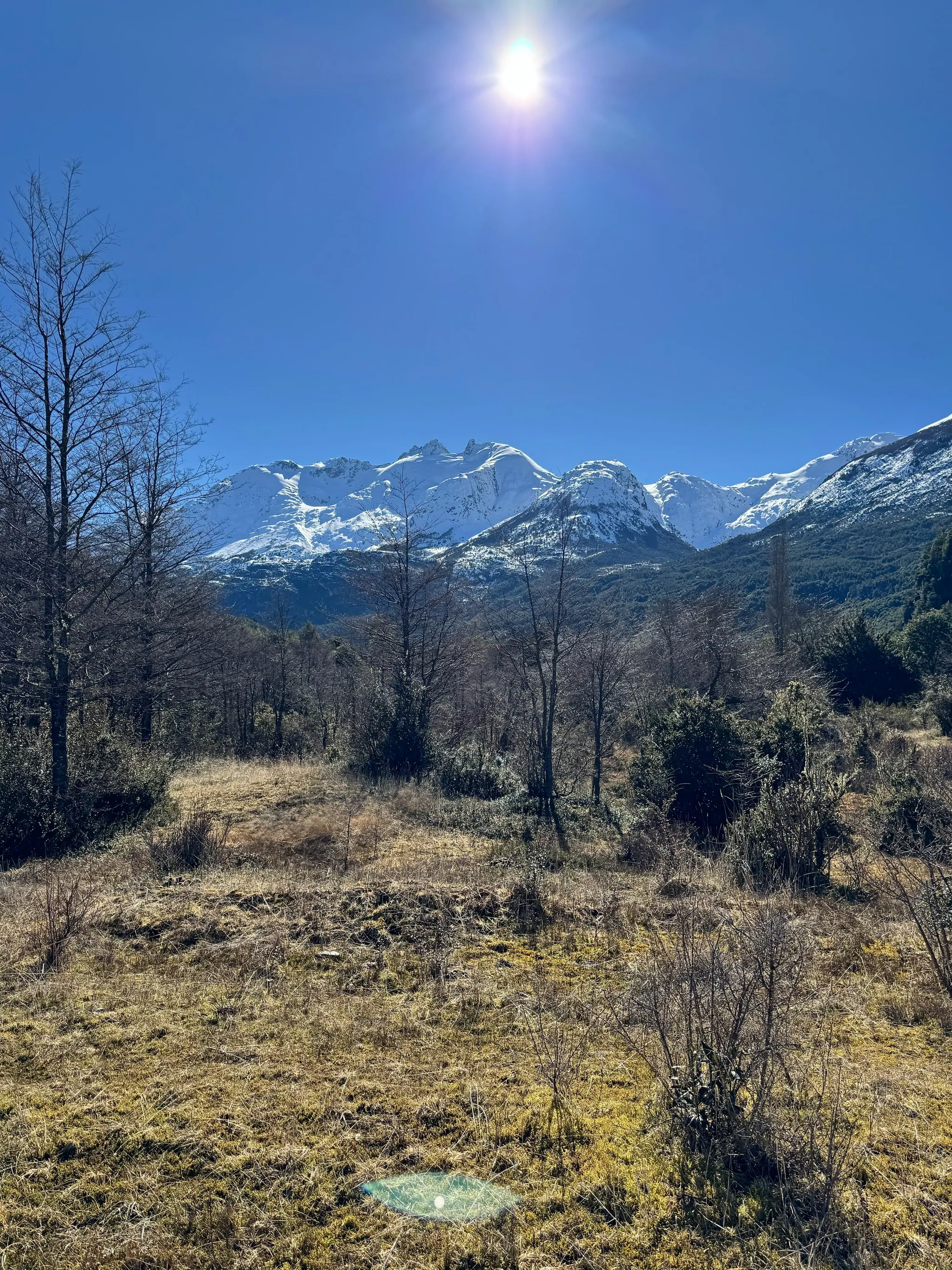 Pradera con matorral y árboles frente a la cordillera nevada