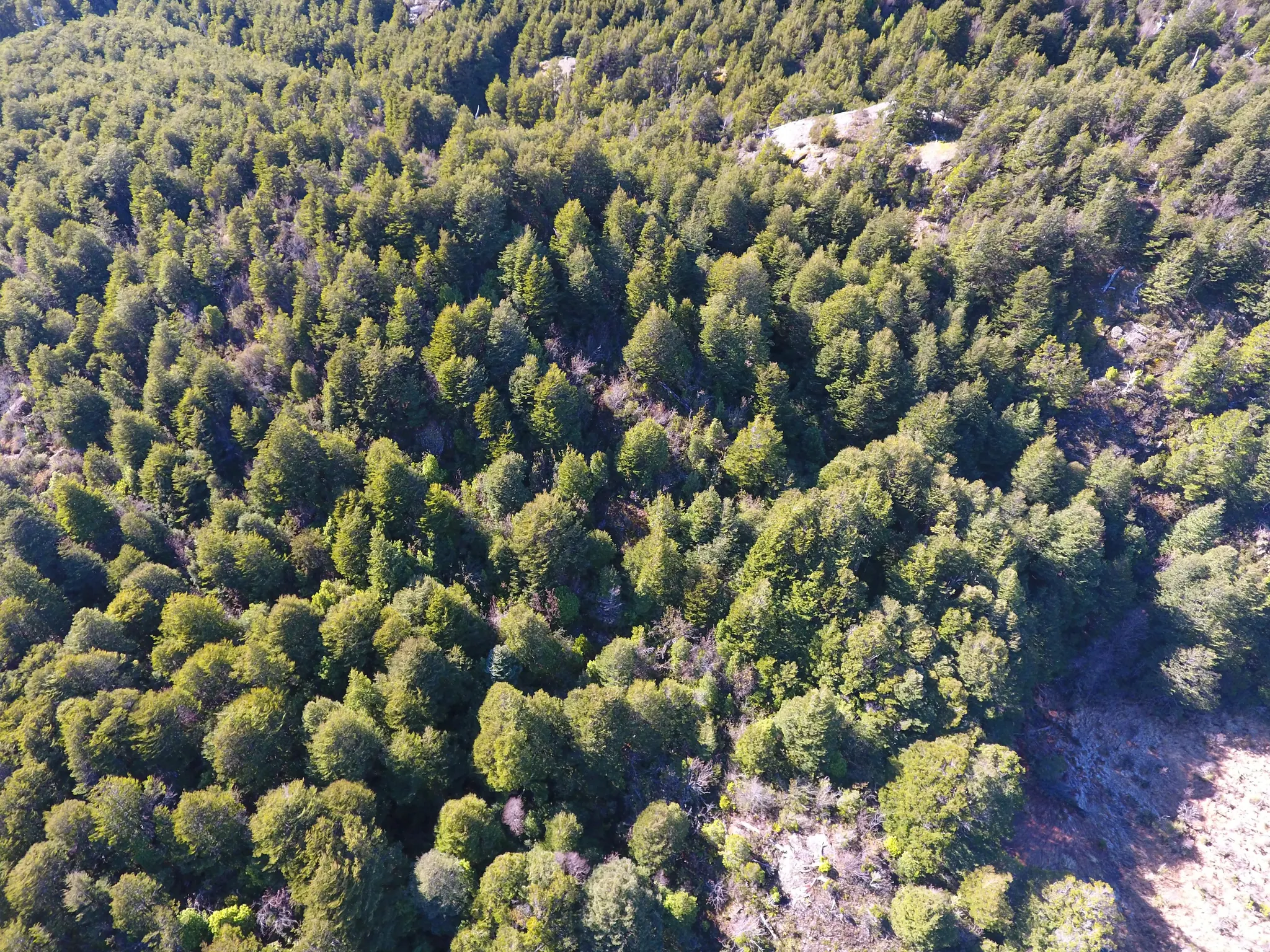 Vista aérea del bosque nativo en el sector Río Exploradores