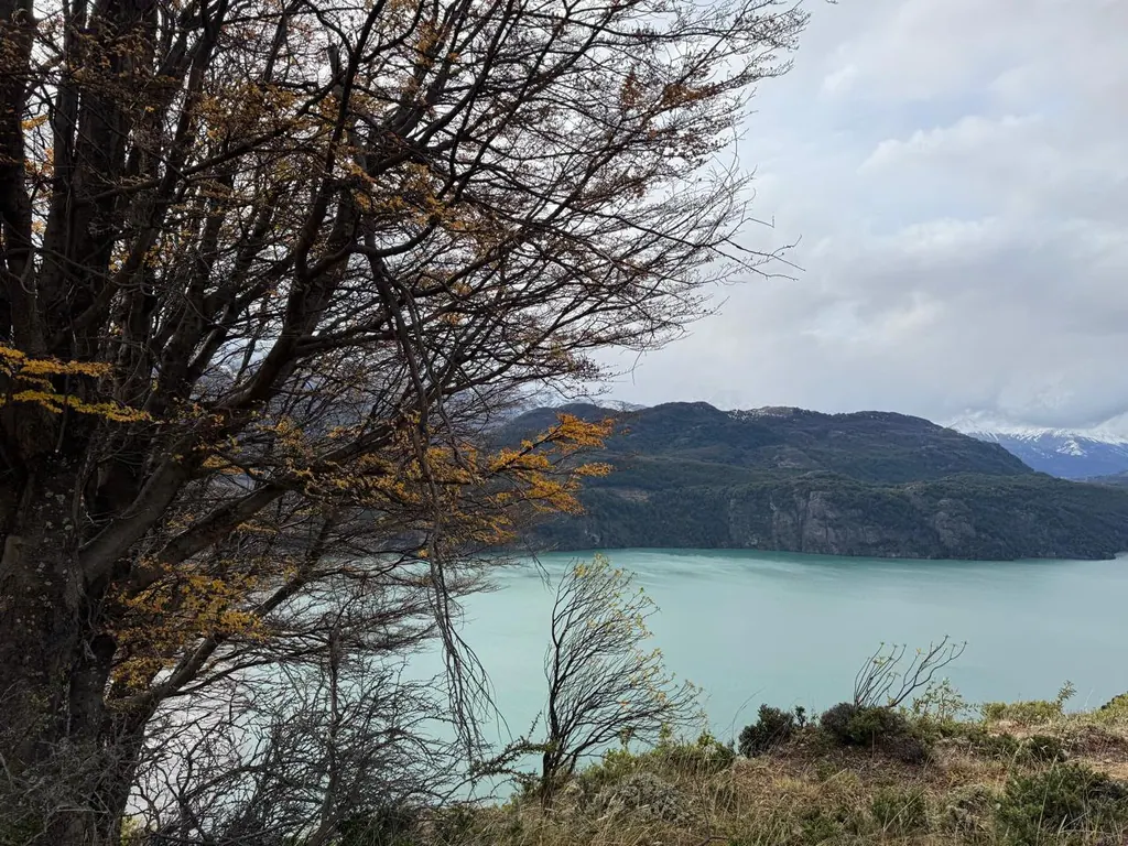 Bosque de coigües y lengas alrededor de la parcela