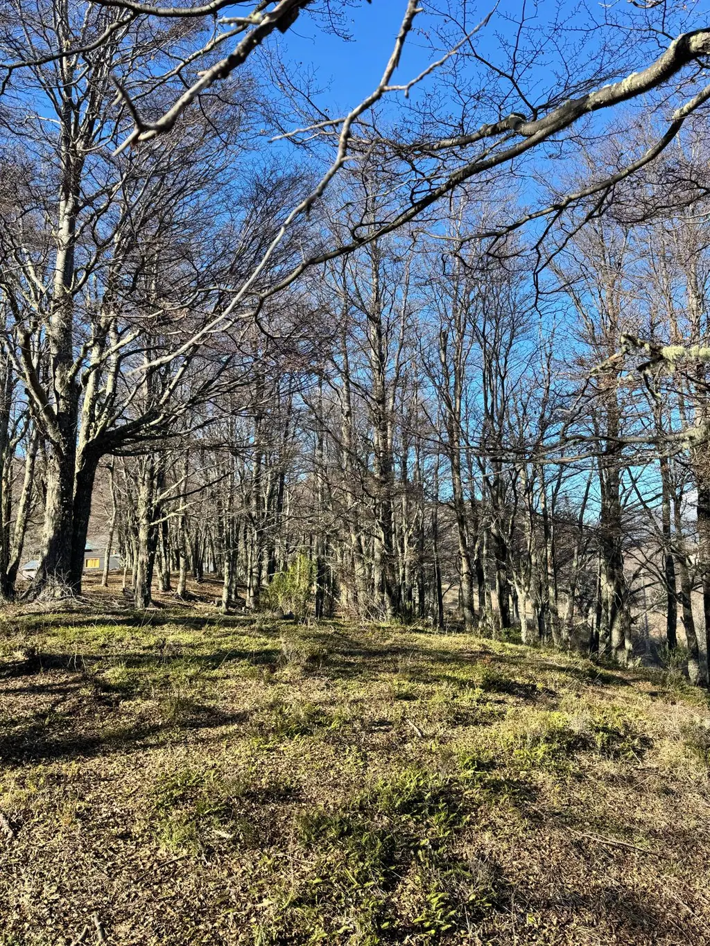 Árboles altos sin hojas sobre una ladera de pasto